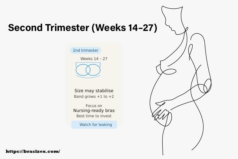 Second Trimester (Weeks 14–27)