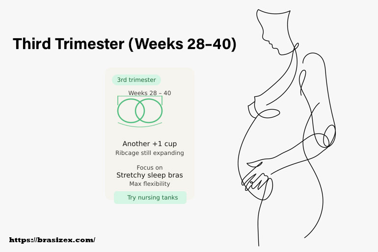 Third Trimester (Weeks 28–40)